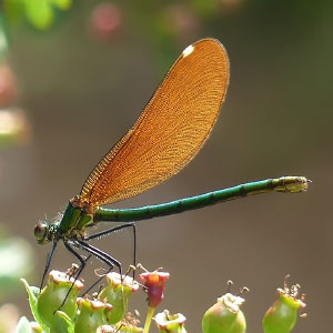Calopteryx xanthostoma