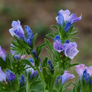 Echium plantagineum