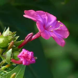 Mirabilis jalapa