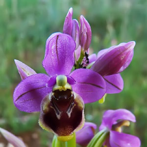 Ophrys ficalhoana