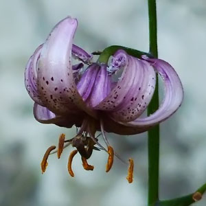 Lilium martagon